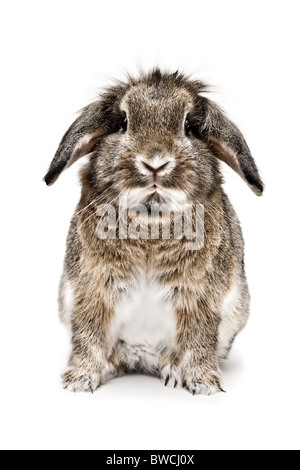 Ein Studio Stil Porträtfoto von einem braunen Löwenkopf Hauskaninchen vor einem weißen Hintergrund. Stockfoto