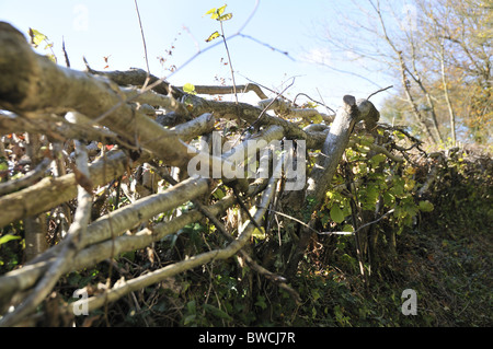 Traditionelle Hecke um ein Feld in Selborne, Hampshire, England, Großbritannien Stockfoto