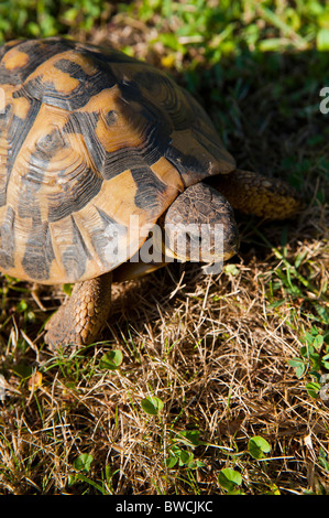 Eine Schildkröte auf einer Wiese Stockfoto