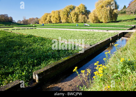 Brunnenkresse Wiesen oder Felder in Wiltshire Dorf breiten Chalke, England, Großbritannien Stockfoto