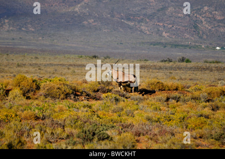 Ein einsamer Gemsbok (Oryx Gazella) stehen in den Büschen. Südafrika. Stockfoto