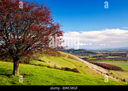 Weißdorn oder Mai Baum mit roten Beeren auf Knapp Hügel mit Blick auf das Vale of Pewsey in Wiltshire, England, UK Stockfoto