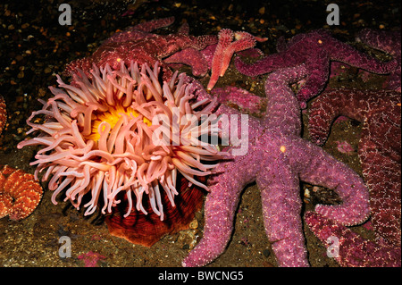 Urticina Lofotensis Anemone und Ocker Seestern Pisaster Ochraceus, gefangen Stockfoto