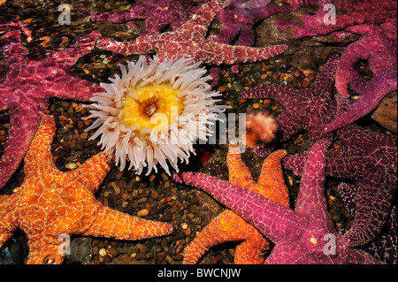 Ocker Seesterne, Pisaster Ochraceus und Urticina Anemone, Urticina Lofotensis, in Gefangenschaft Stockfoto