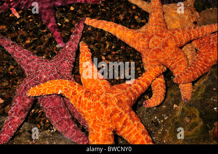 Ocker Meer Sterne, Pisaster Ochraceus, gefangen Stockfoto