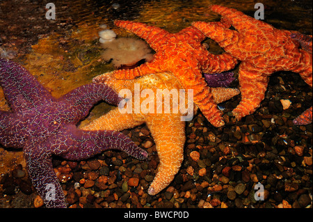 Ocker Seesterne, Pisaster Ochraceus, in Gefangenschaft Stockfoto