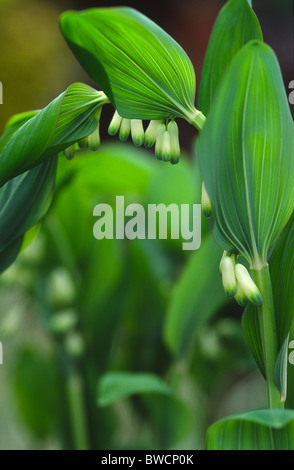 Polygonatum x hybridum Stockfoto