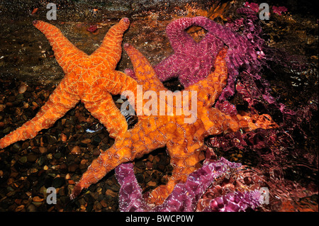 Ocker Seesterne, Pisaster Ochraceus, in Gefangenschaft Stockfoto
