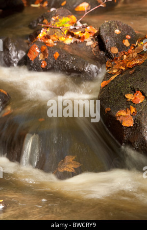 Padley Schlucht im Herbst Stockfoto