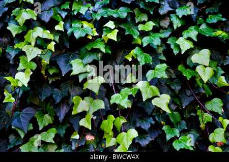 Nahaufnahmen von einem gemeinsamen ivy Stockfoto