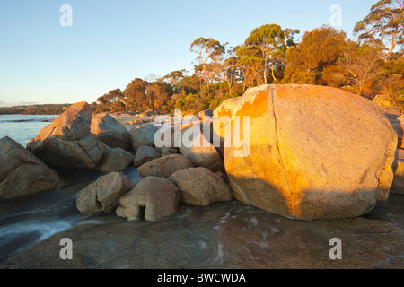 Roten Flechten bedeckt Felsen am Strand von Bridport Stockfoto