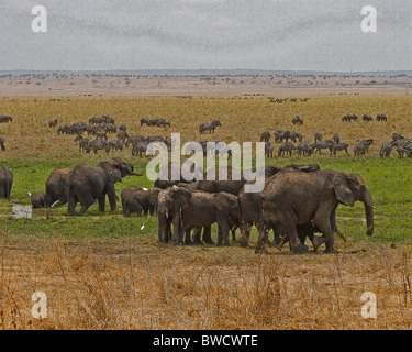 Eine große Herde Elefanten am Rande des Sumpfes, mit Zebras und anderen Wildtieren hinter ihnen im Tarangire Park, Tansania. Stockfoto