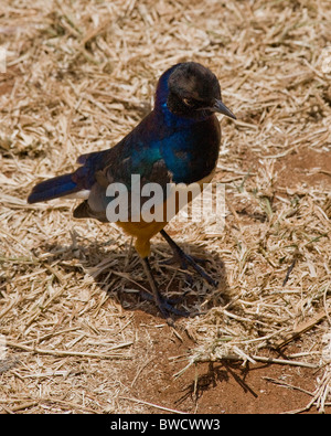Eine spektakuläre Hildebrant Starling wartet auf Mittagessen Reste in der afrikanischen Savanne. Stockfoto