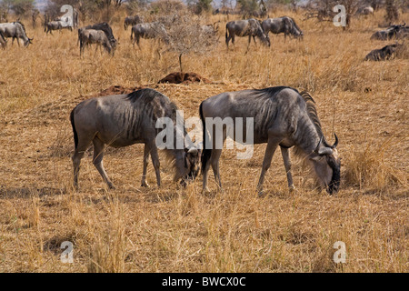 Eine mächtige wandernden Gnus in der afrikanischen Savanne. Stockfoto