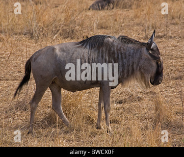 Eine mächtige wandernden Gnus in der afrikanischen Savanne. Stockfoto