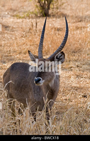 Afrikanische Impala. Stockfoto