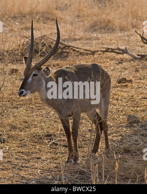 Afrikanische impala Stockfoto