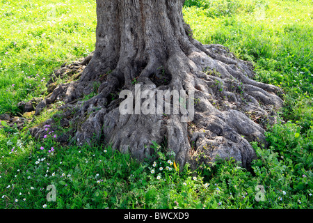 Landschaft in der Nähe von Himara, Kreis Vlora (Vlore), Albanien Stockfoto