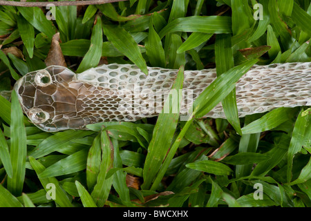 Abgestreiften Schlangenhaut im Botanischen Garten Peradeniya, Sri Lanka Stockfoto