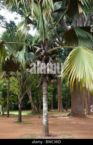 Doppel-Kokosnuss an den Royal Botanic Gardens, Peradeniya, Sri Lanka Stockfoto