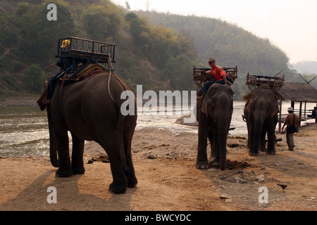 Elefanten und Mahouts, Ruammit Dorf, Provinz Chiang Rai Thailand. Stockfoto