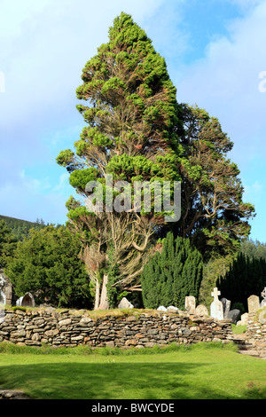 Cypress Tree, Glendalough, Wicklow Mountains, Irland Stockfoto