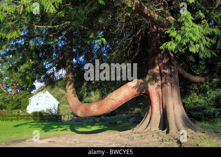 Cypress Tree, Glendalough, Wicklow Mountains, Irland Stockfoto