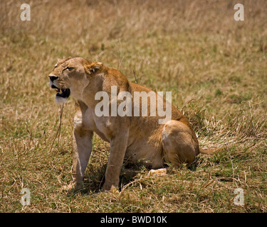 Eine weibliche Löwen ruht nach einer erfolglosen Jagd im Ngorongoro-Krater. Stockfoto