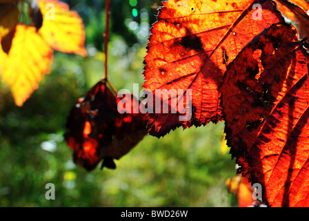 Blätter im Herbst Stockfoto