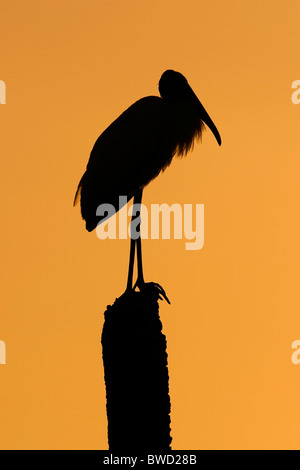 Holz-Storch in Sunset - grüne Cay Feuchtgebiete - Delray Beach, Florida USA Stockfoto