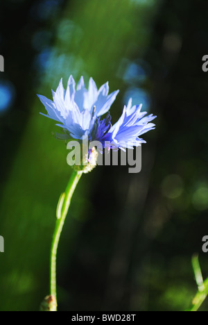 Kornblume Stockfoto