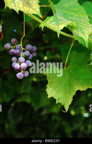 Trauben am Rebstock Stockfoto