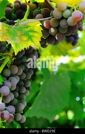 Trauben am Rebstock Stockfoto