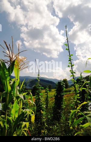 Gemüsegarten auf einen Berg Hang, West-Ukraine, Osteuropa Stockfoto