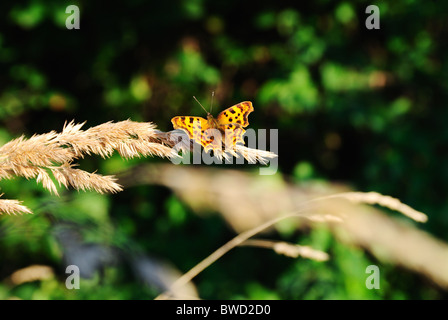 Weibliche knappen Kupfer Schmetterling (Lycaena Virgaureae) auf einem Rasen-Stiel Stockfoto