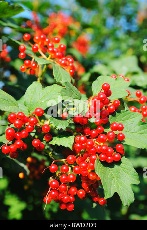 Viburnum (Guelder Rose) Stockfoto