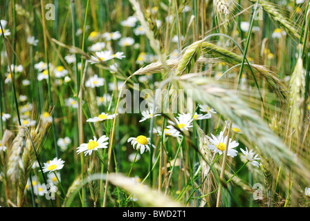 Bereich der jungen Weizen und Oxeye Gänseblümchen, Ukraine Stockfoto