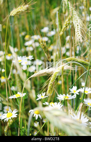 Bereich der jungen Weizen und Oxeye Gänseblümchen, Ukraine Stockfoto