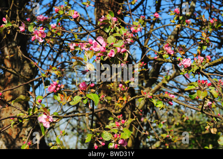 Apfelblüte Stockfoto