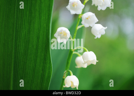 Lily Of The Valley in den Morgen-Wald Stockfoto