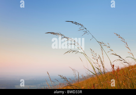 Detail des Grases bei Sonnenuntergang; South Downs; England, Großbritannien Stockfoto