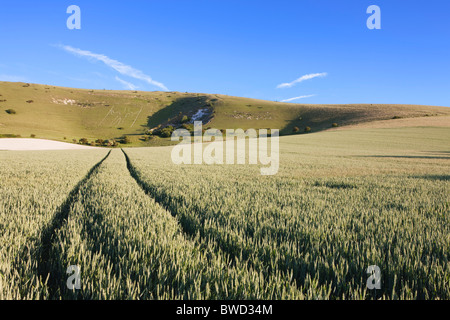 Spuren führen durch Feld nach langer Mann von Wilmington; East Sussex; England, Großbritannien Stockfoto