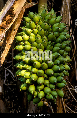 Die Mutter attalea phalerata, Palm, Palm Nüsse, Kaiman ökologische Zuflucht, Pantanal, Mato Grosso, Mato Grosso do Sul, Brasilien, Südamerika Stockfoto