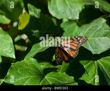 Monarchfalter in ihrer Umgebung bei Ellwood Preserve in Santa Barbara, CA. selektive scharf fotografiert. Stockfoto