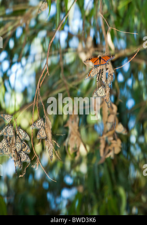 Monarchfalter, fotografiert in ihrer natürlichen Umgebung von Eukalyptusbäumen auf Ellwood Preserve in Santa Barbara, Kalifornien. Stockfoto