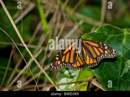 Monarchfalter, fotografiert in ihrer natürlichen Umgebung auf Ellwood Preserve in Santa Barbara, CA. selektive Schärfe. Stockfoto