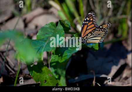 Monarchfalter, fotografiert in ihrer natürlichen Umgebung auf Ellwood Preserve in Santa Barbara, CA. selektive Schärfe. Stockfoto