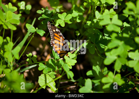 Monarchfalter, fotografiert in ihrer natürlichen Umgebung auf Ellwood Preserve in Santa Barbara, CA. selektive Schärfe. Stockfoto