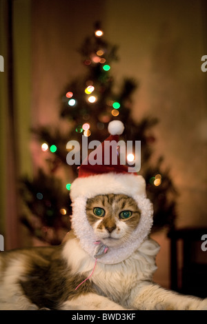 Katze mit Santa Hut vor einem Weihnachtsbaum. Stockfoto