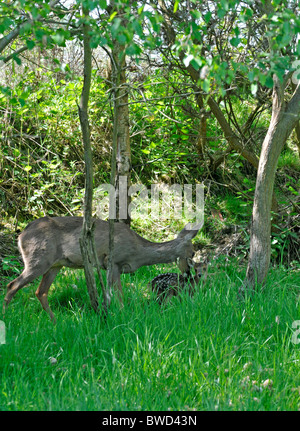 Rehwild: Capreolus Capreolus. Weiblich. Mit jungen Rehkitz. In Gefangenschaft. Stockfoto